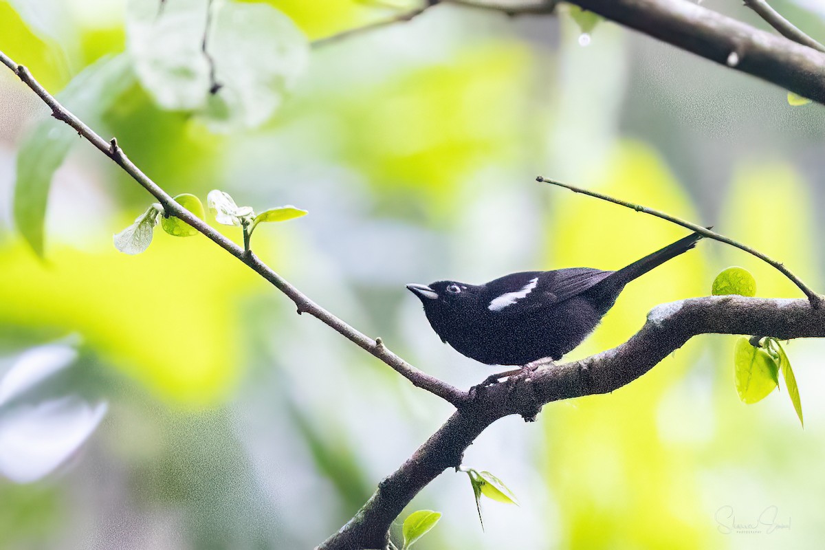 White-shouldered Tanager - ML620282563
