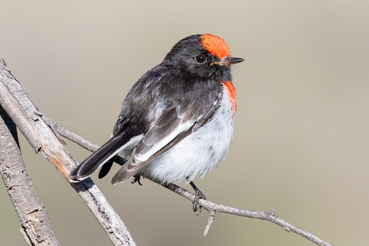 Red-capped Robin - ML620282568