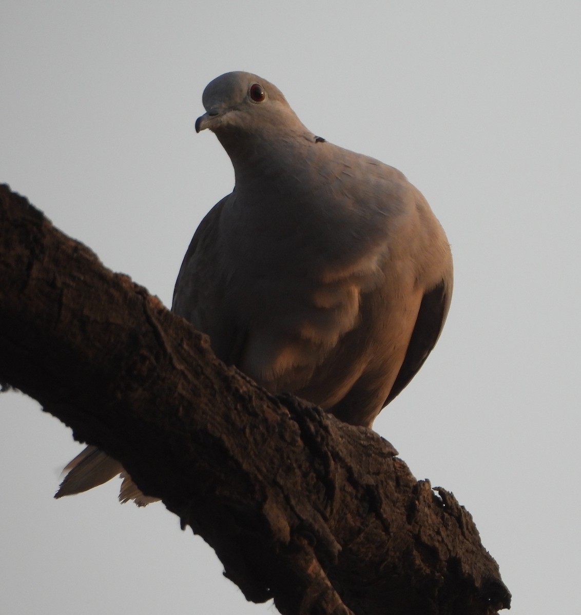 Eurasian Collared-Dove - ML620282572