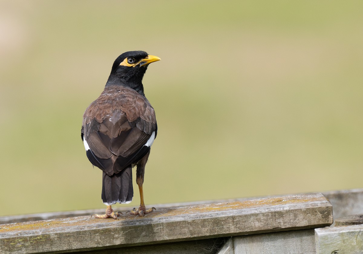 Common Myna - ML620282573