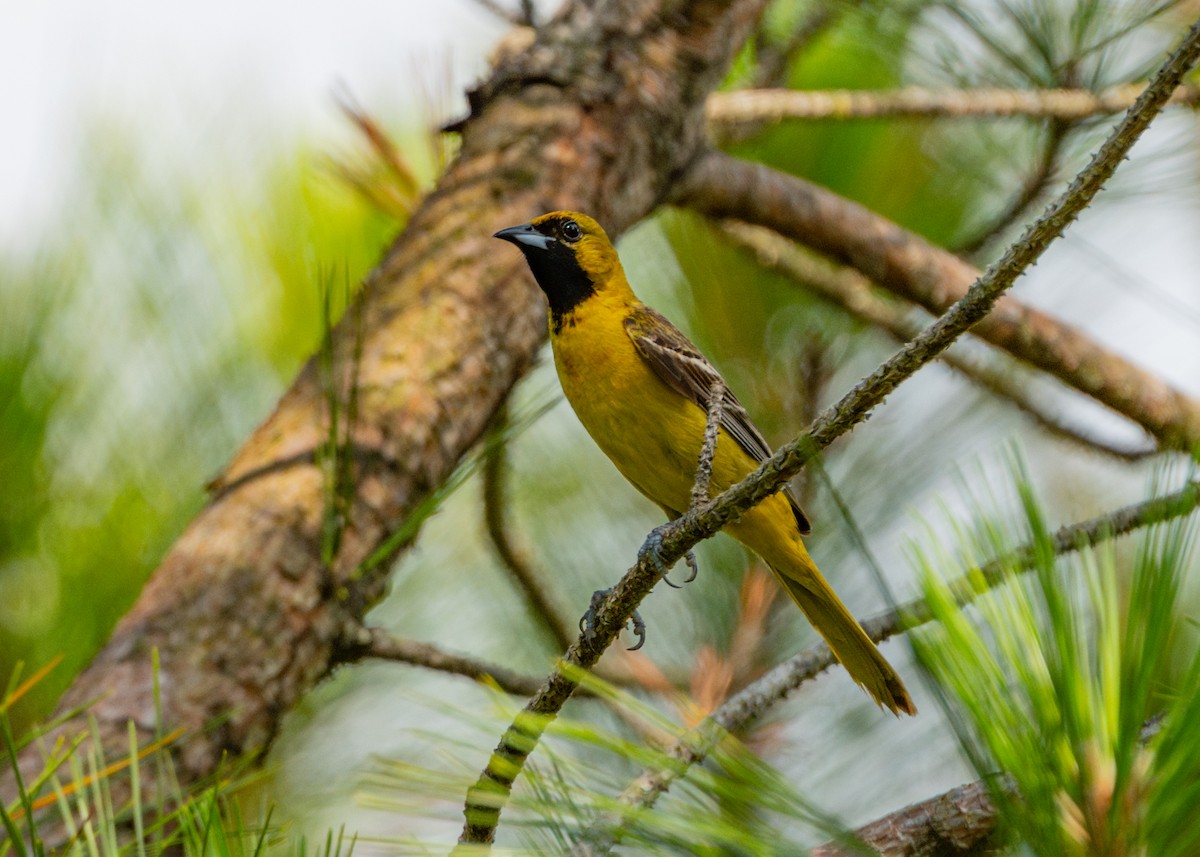 Orchard Oriole - ML620282575