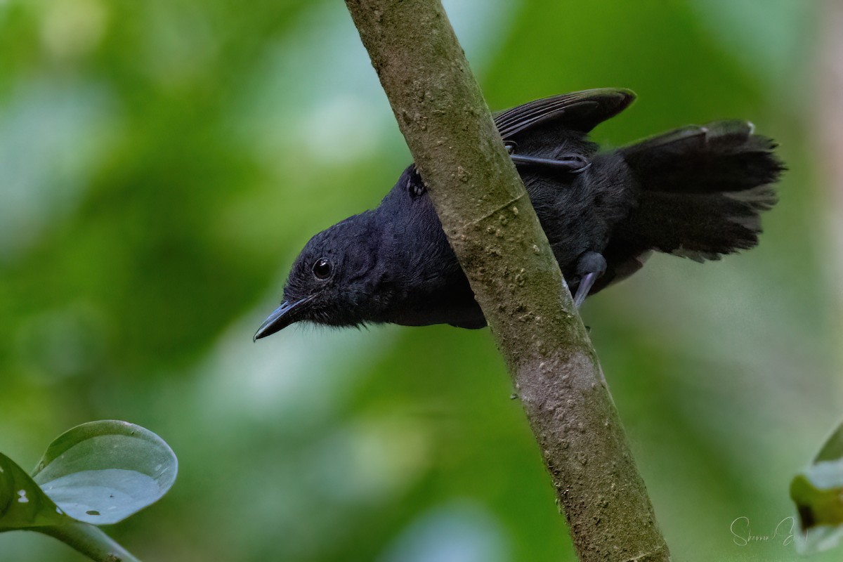 Dusky Antbird - ML620282582