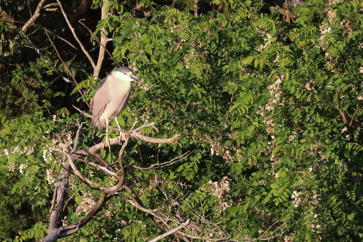 Black-crowned Night Heron - ML620282584