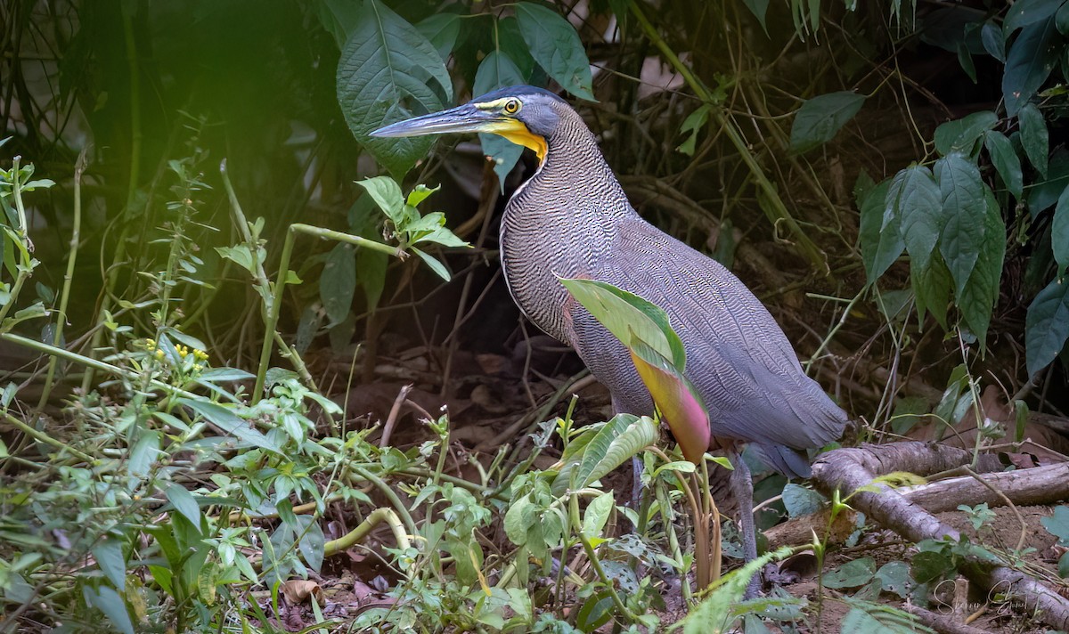 Bare-throated Tiger-Heron - ML620282587