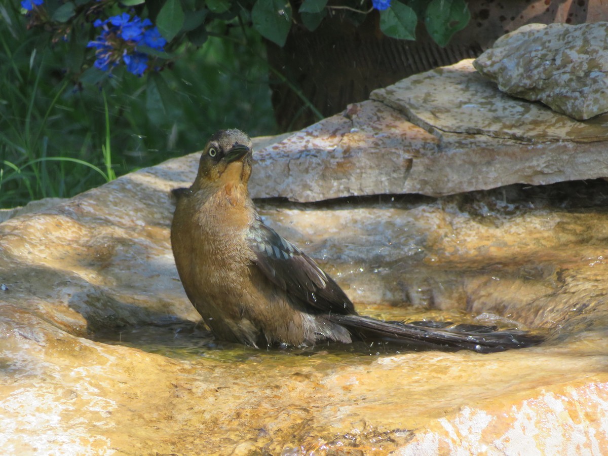 Great-tailed Grackle - ML620282590