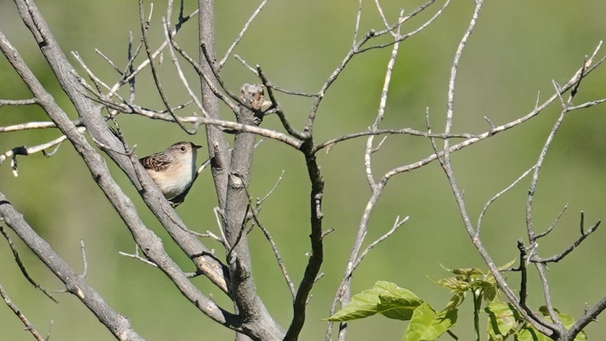 Sedge Wren - ML620282592