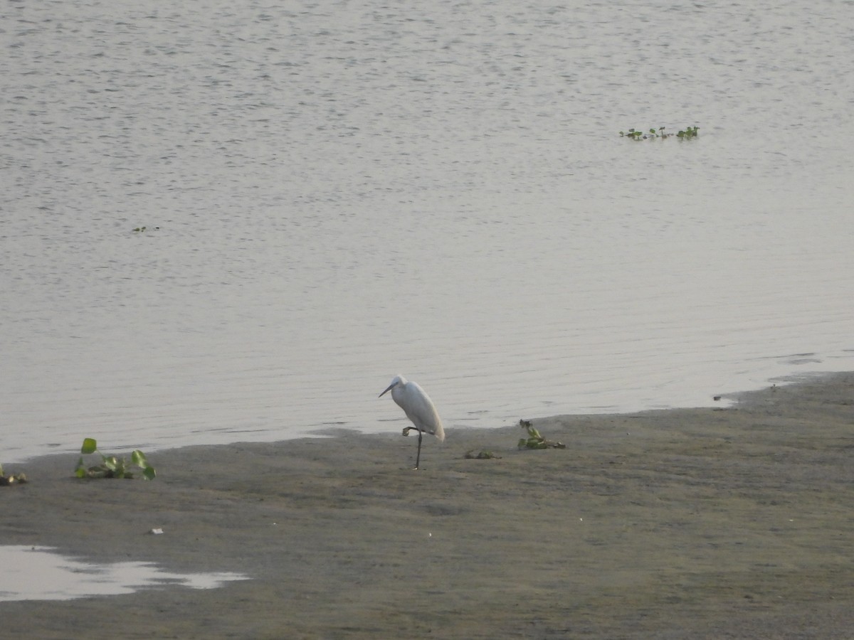 Little Egret - ML620282598