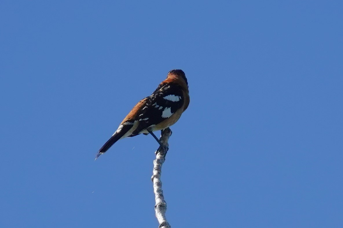 Black-headed Grosbeak - ML620282602