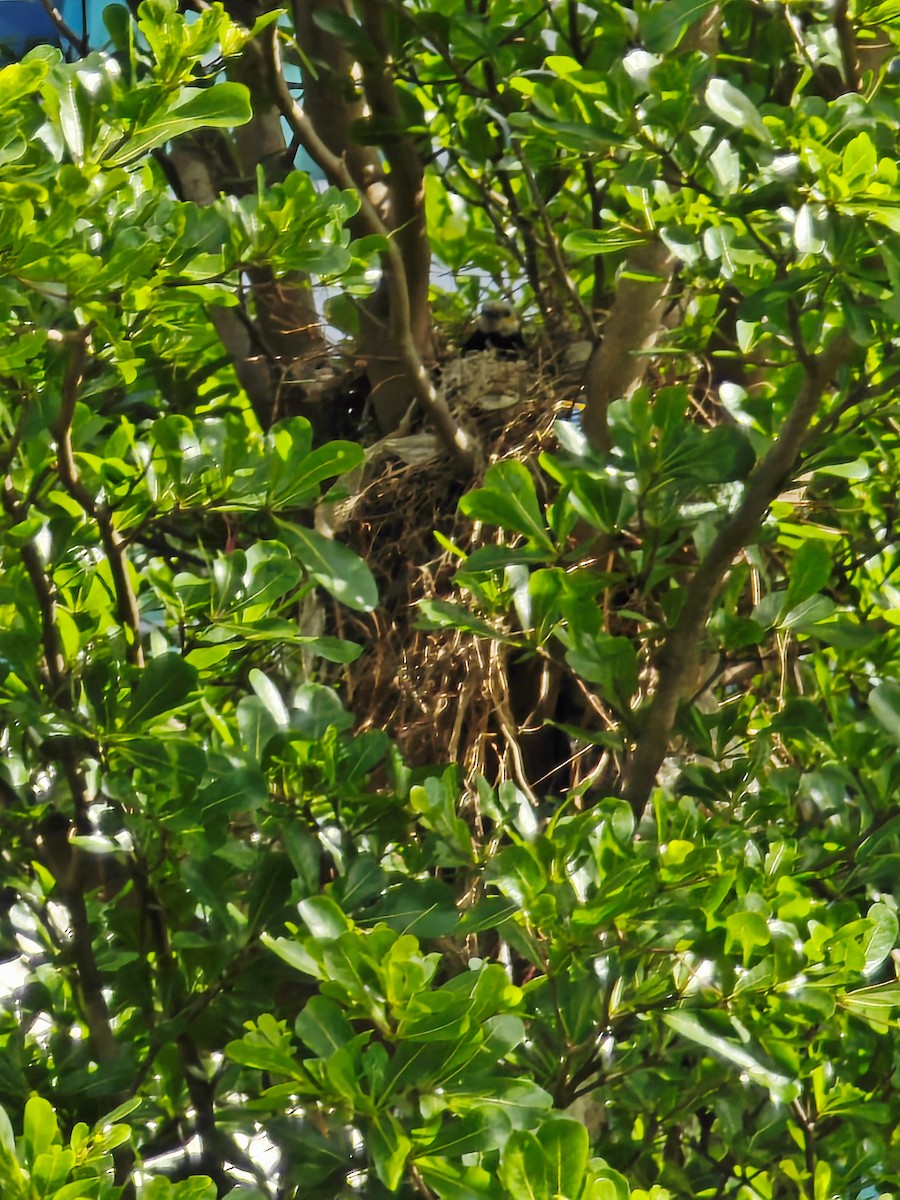 Black-collared Starling - ML620282604