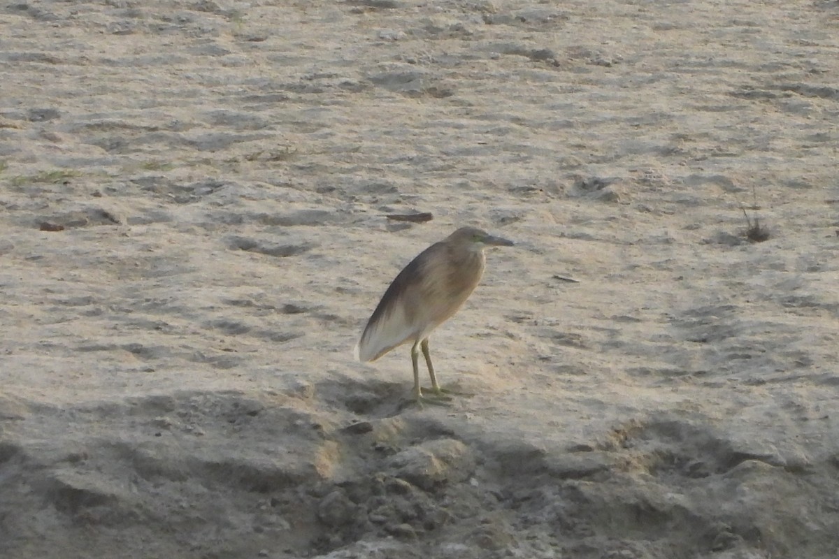 Indian Pond-Heron - ML620282605