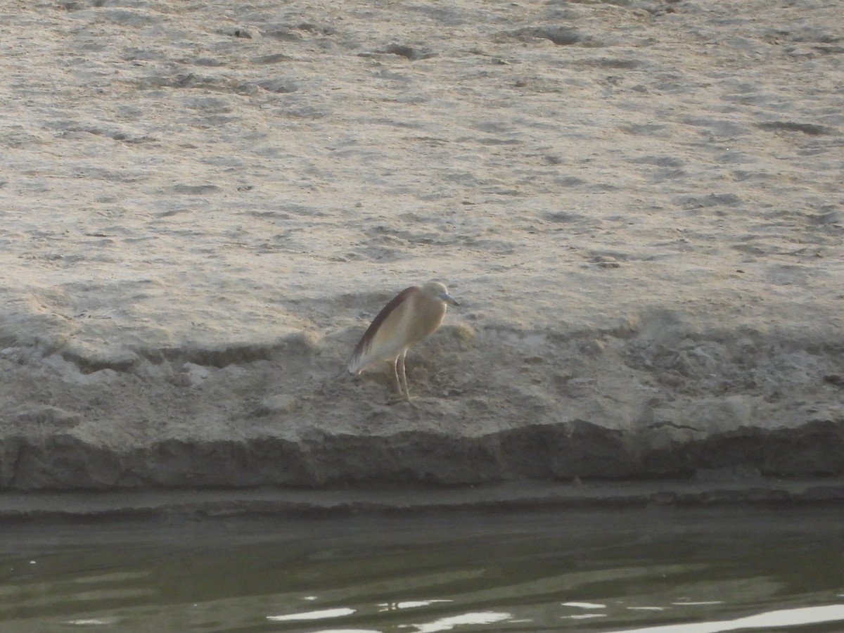 Indian Pond-Heron - ML620282606