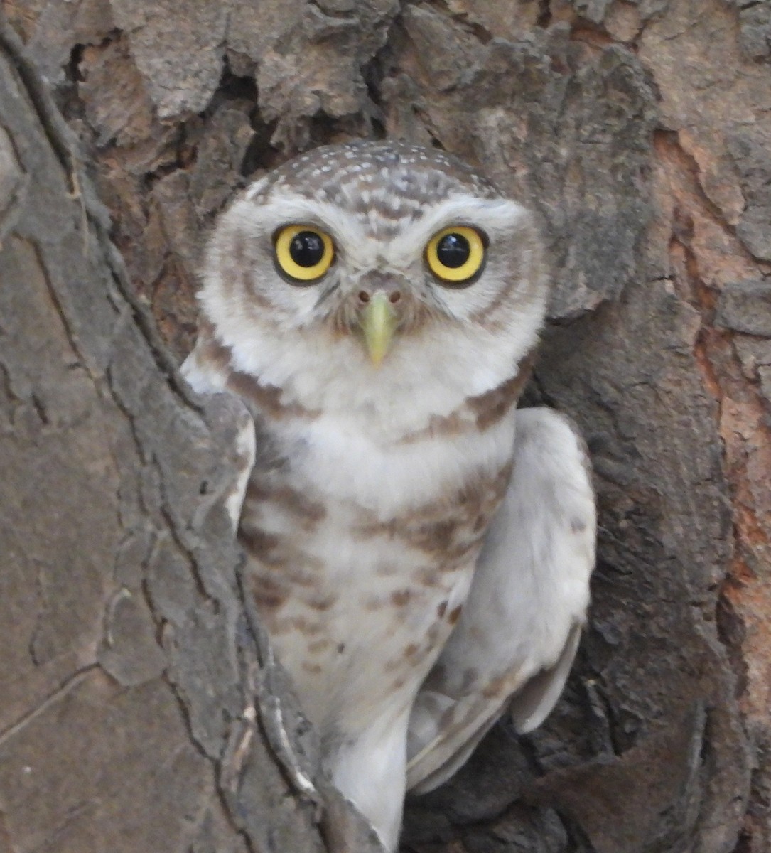 Spotted Owlet - ML620282608