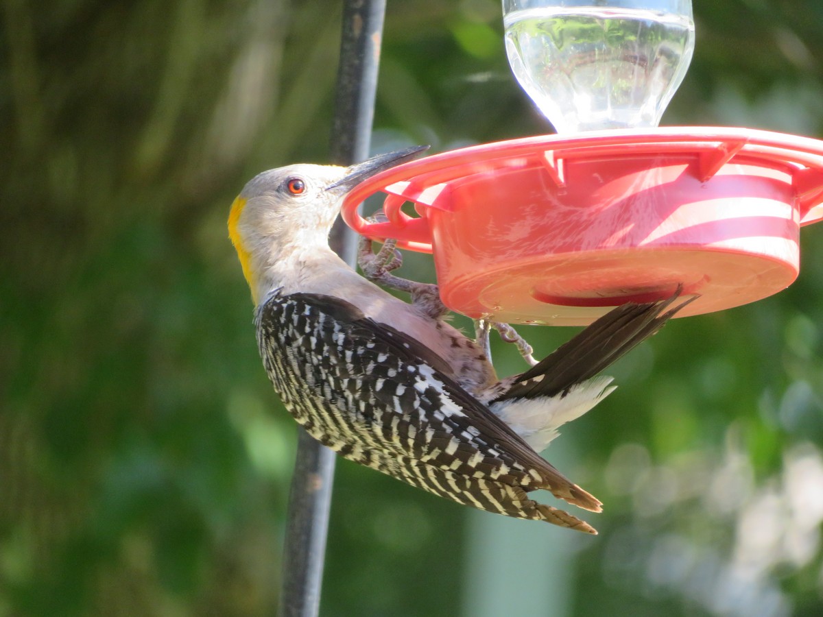 Golden-fronted Woodpecker - ML620282609