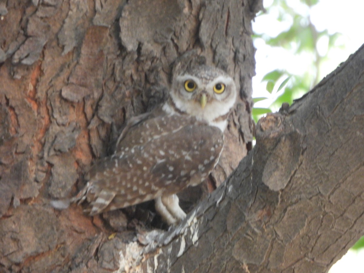 Spotted Owlet - ML620282610