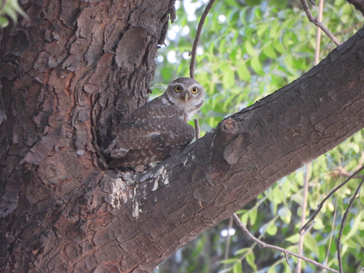 Spotted Owlet - ML620282611