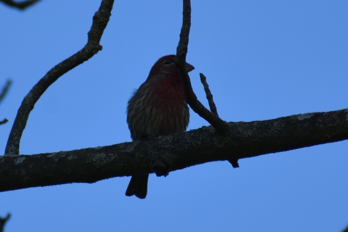 House Finch - ML620282612