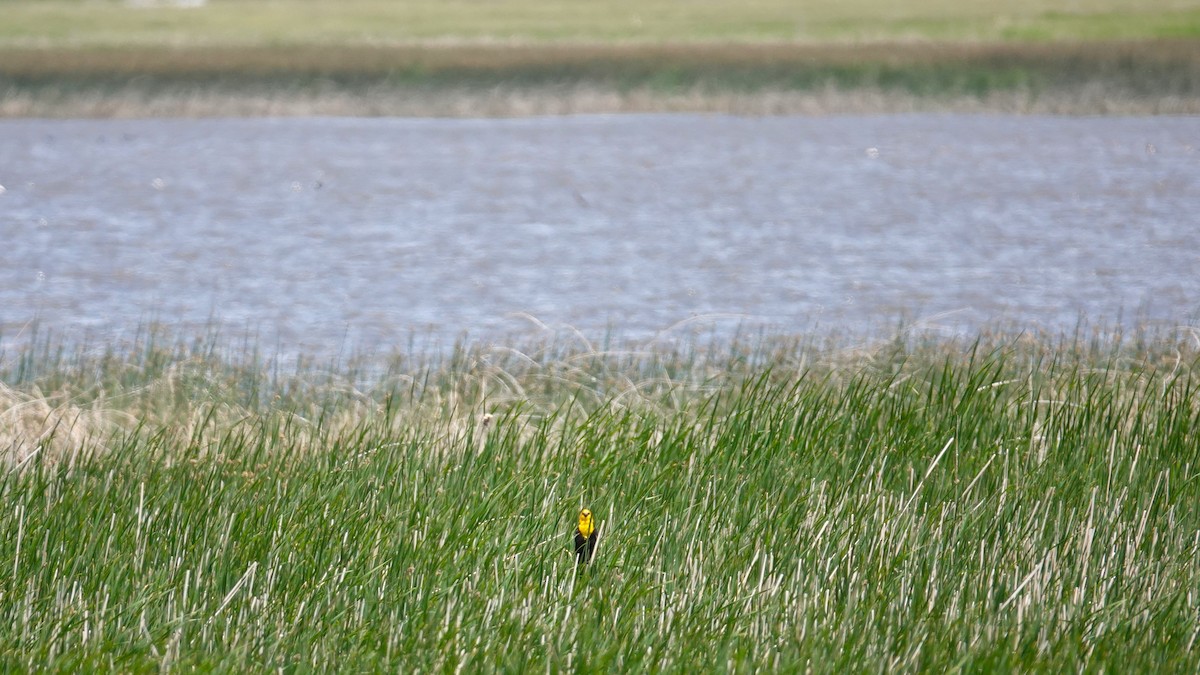 Yellow-headed Blackbird - ML620282617