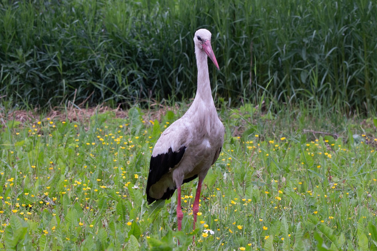 White Stork - ML620282618