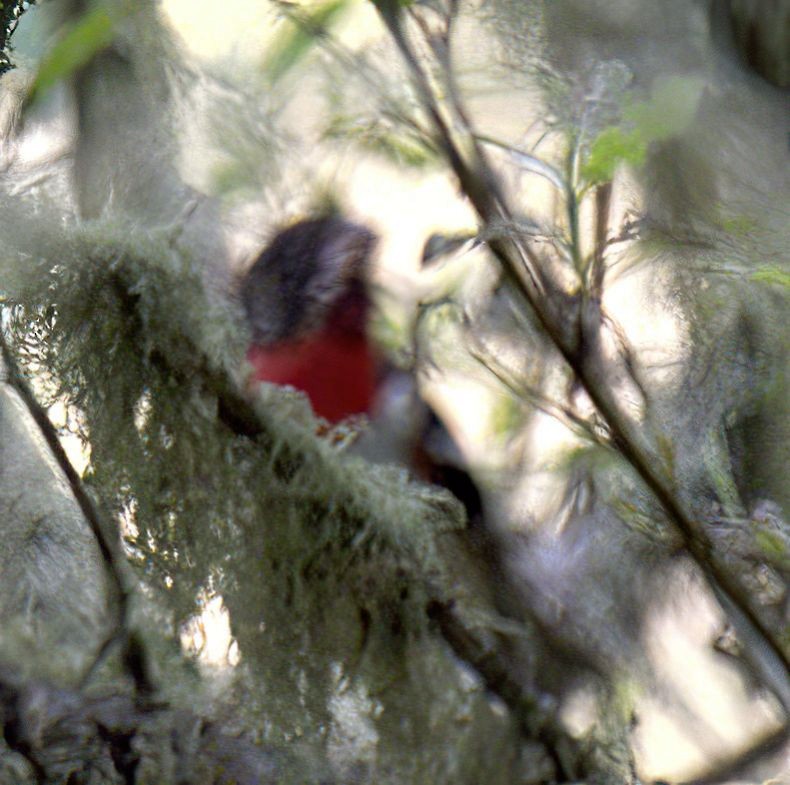 Rose-breasted Grosbeak - ML620282622