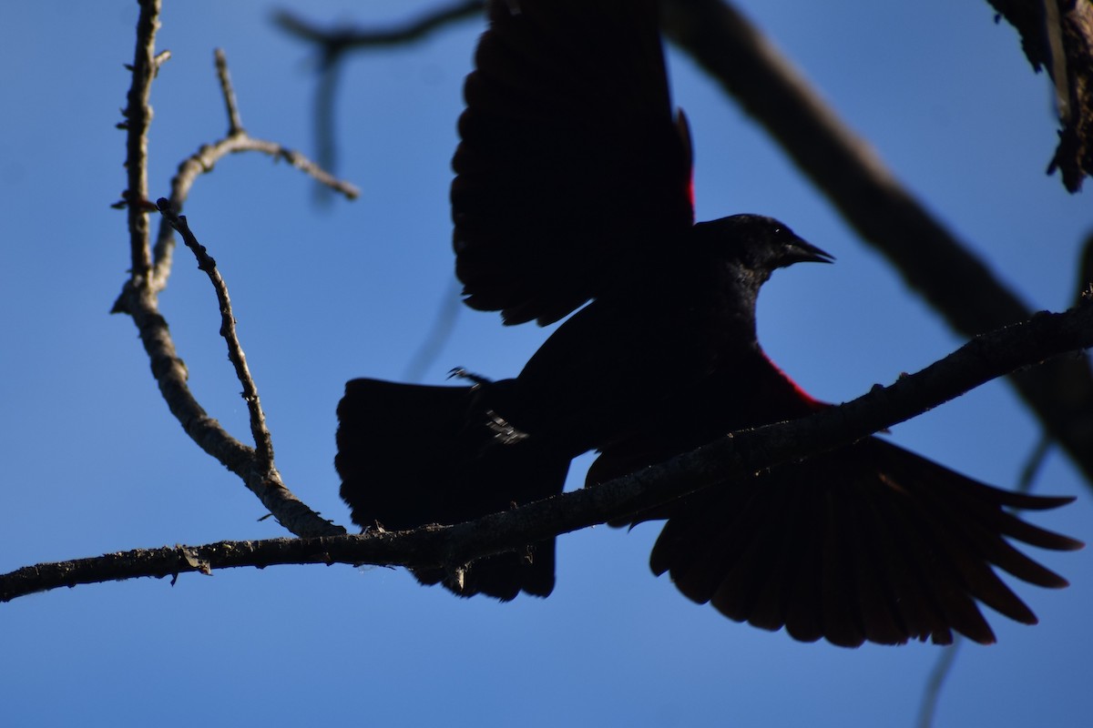 Red-winged Blackbird - ML620282625