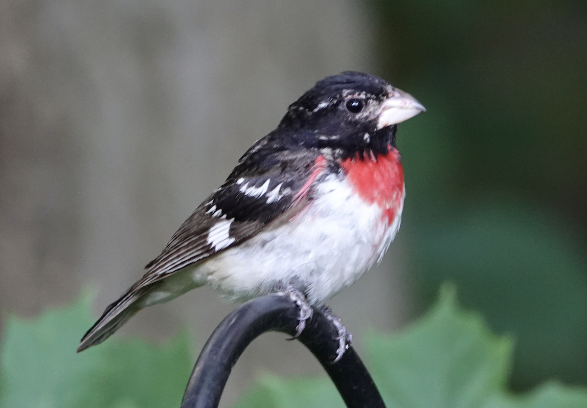 Rose-breasted Grosbeak - ML620282626