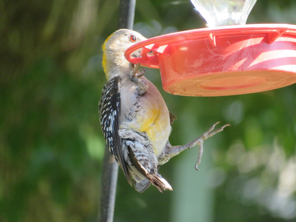 Golden-fronted Woodpecker - ML620282627