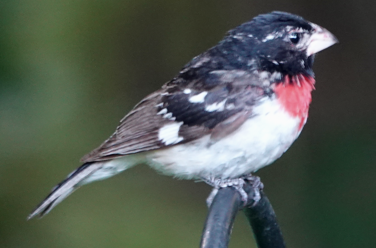 Rose-breasted Grosbeak - ML620282628