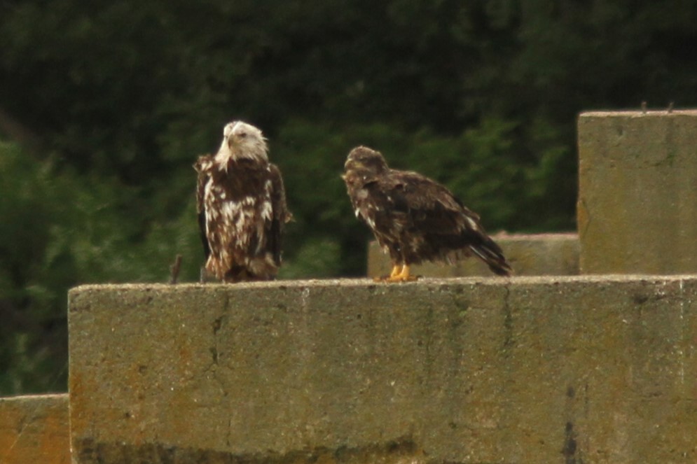 Bald Eagle - ML620282629