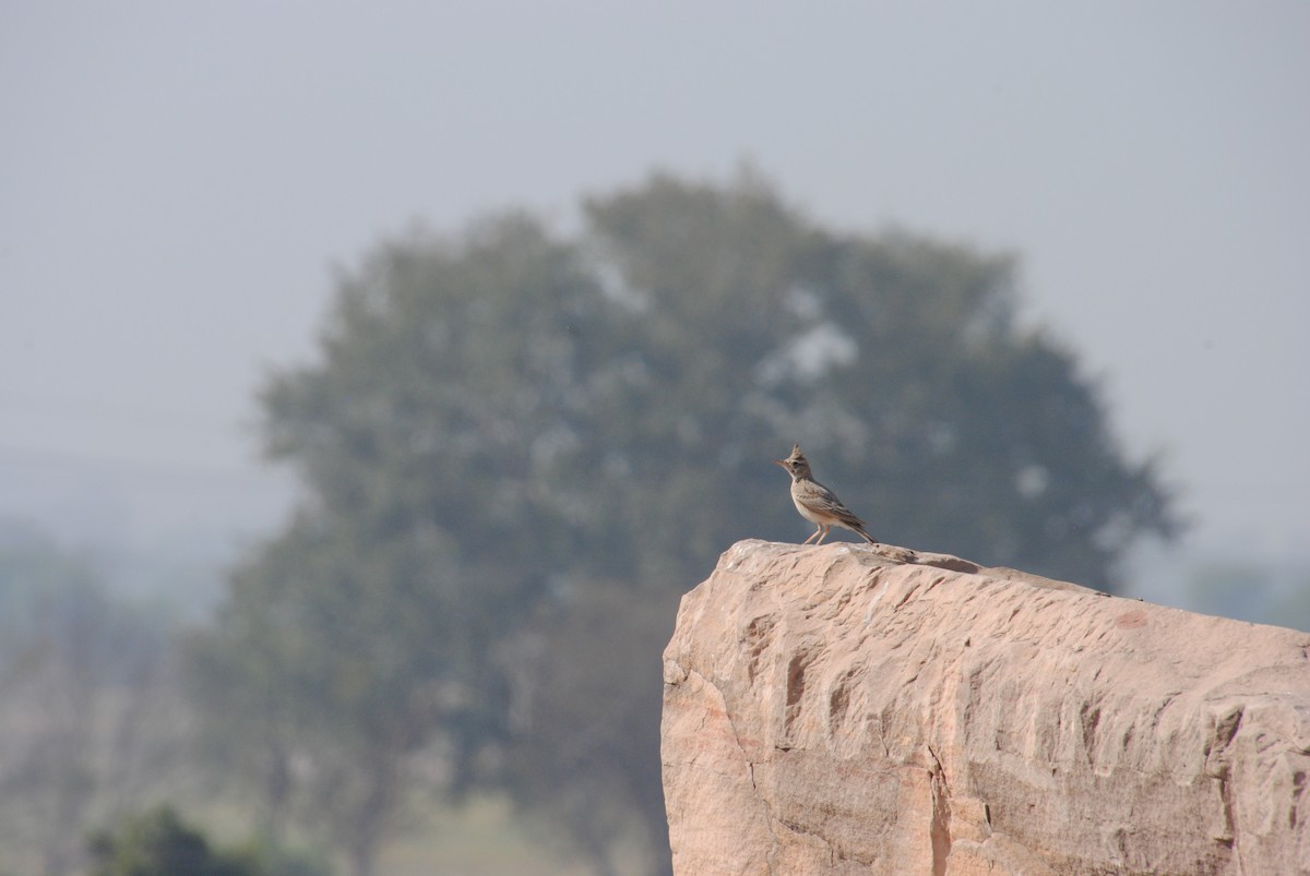 Crested Lark - ML620282634