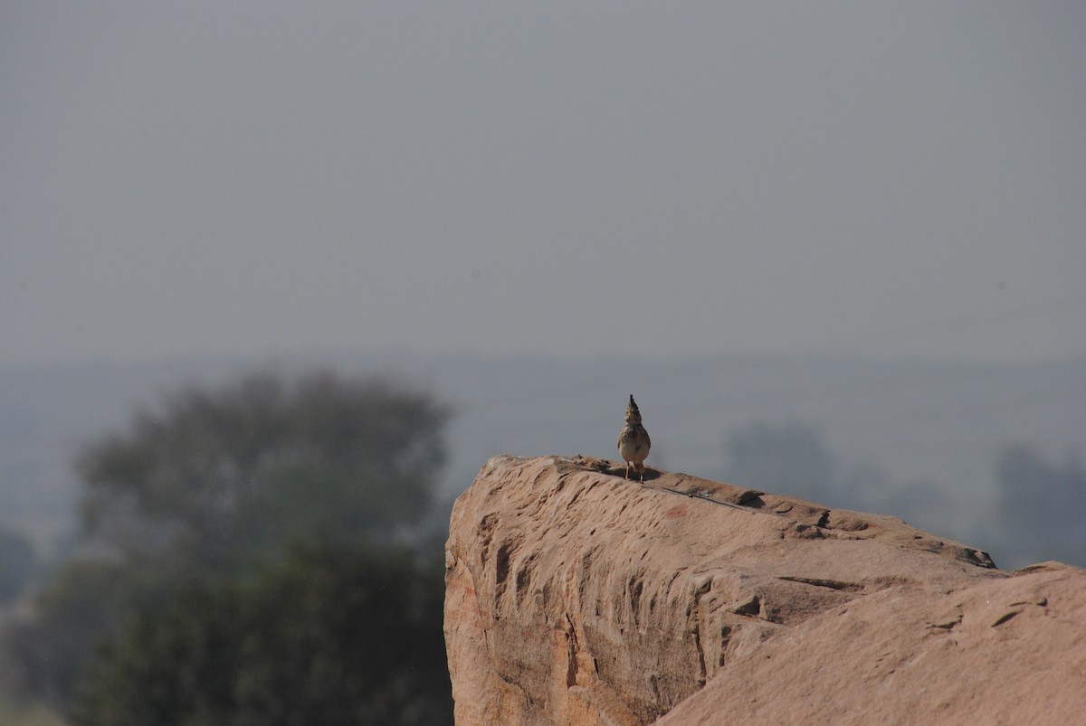 Crested Lark - ML620282635