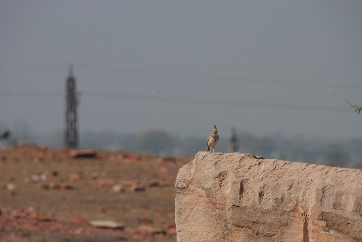 Crested Lark - ML620282636