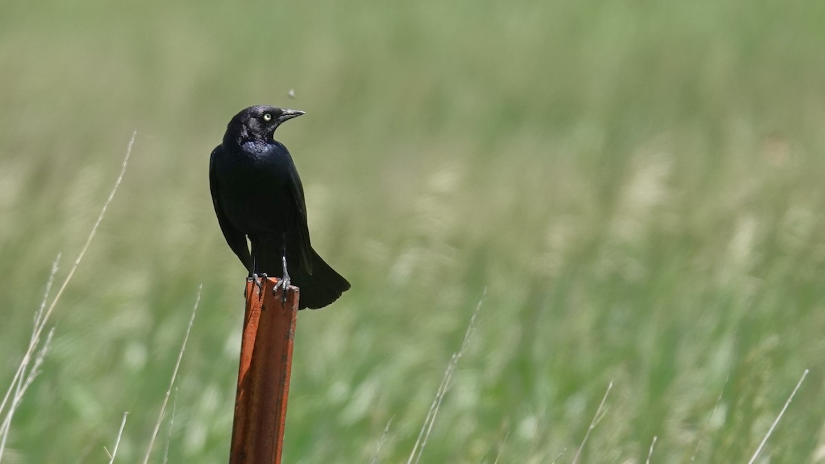 Brewer's Blackbird - ML620282639