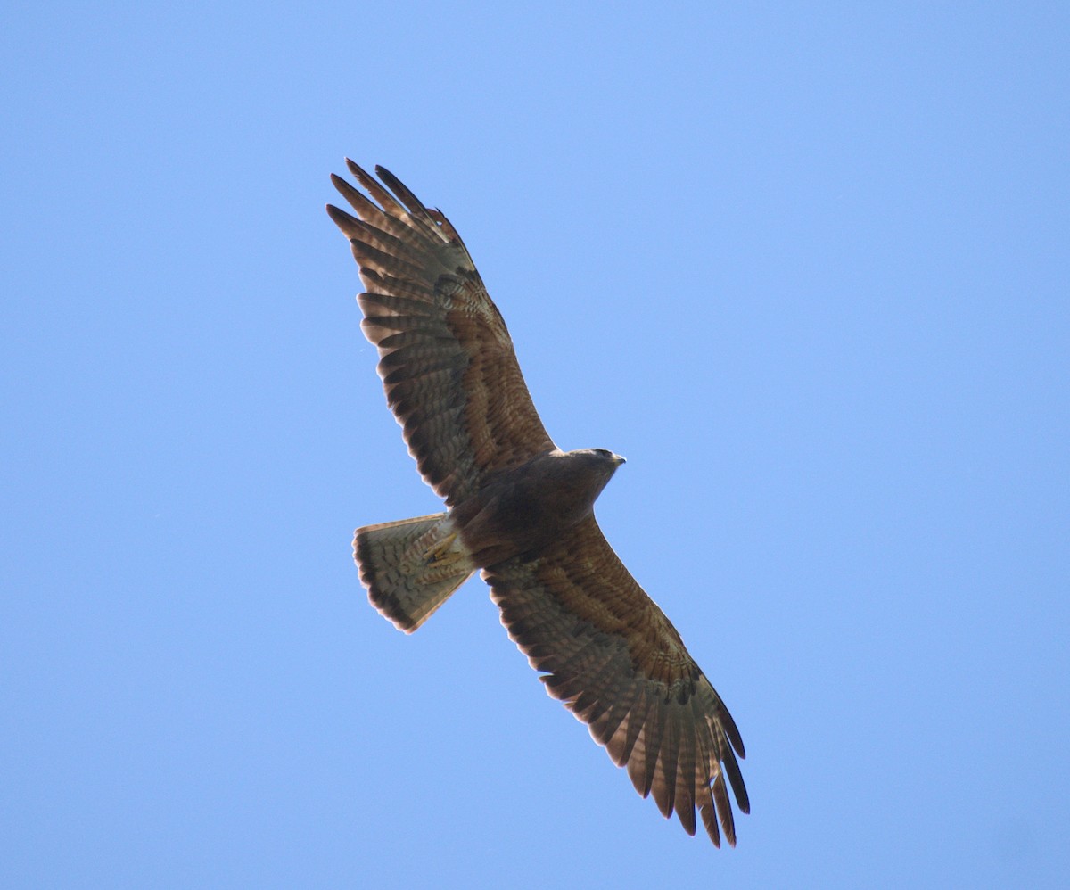 Swainson's Hawk - ML620282647