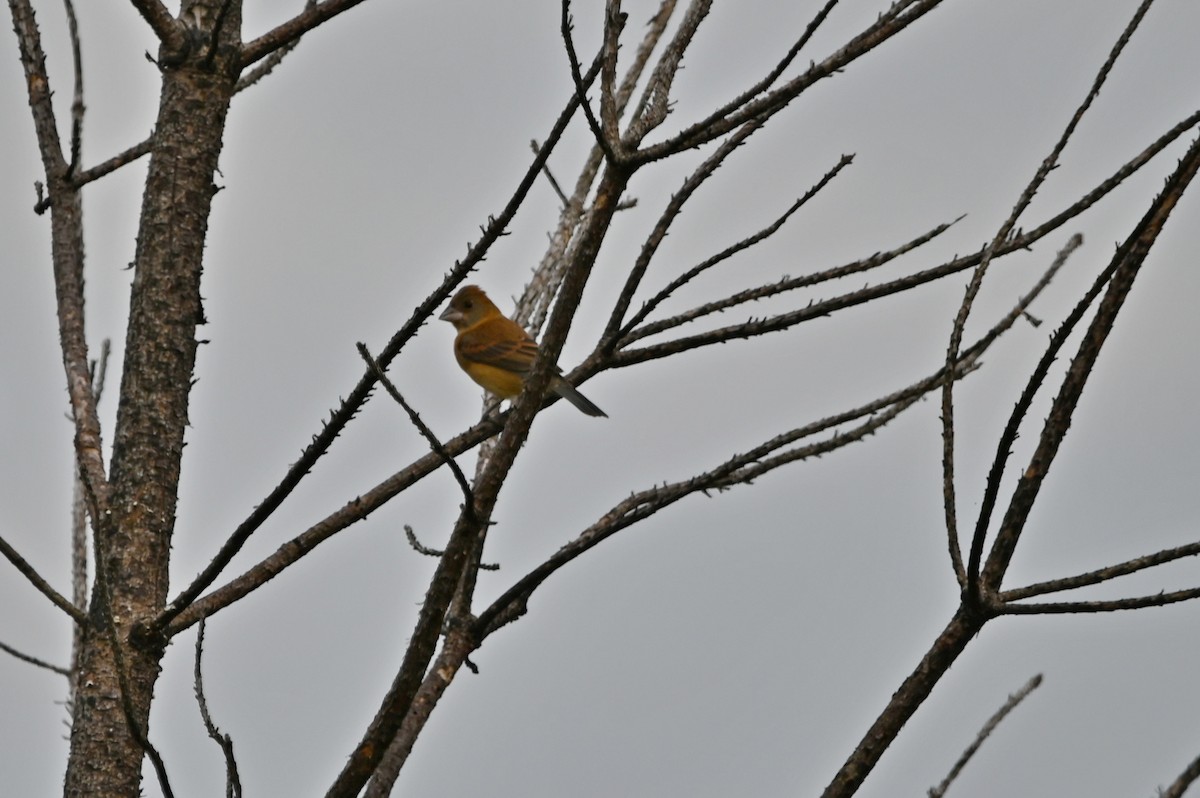 Blue Grosbeak - ML620282648