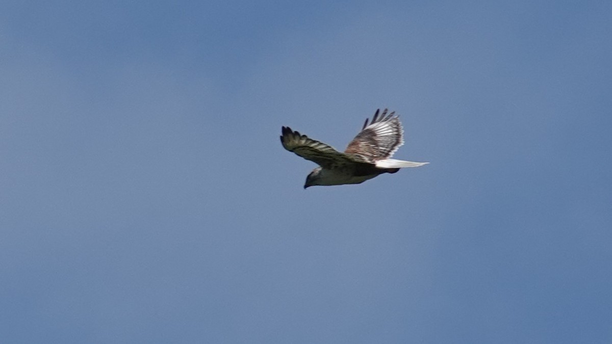 Ferruginous Hawk - ML620282652