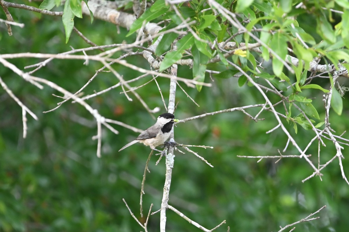 Carolina Chickadee - ML620282654