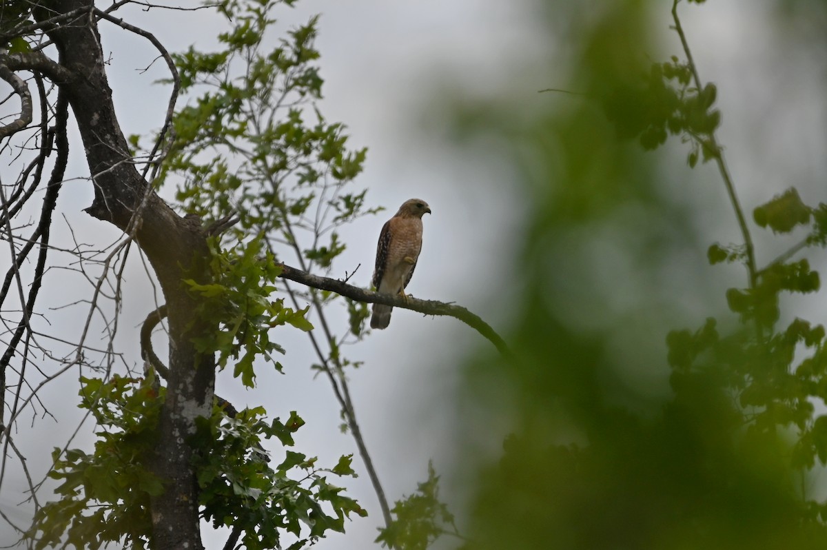 Red-shouldered Hawk - ML620282656