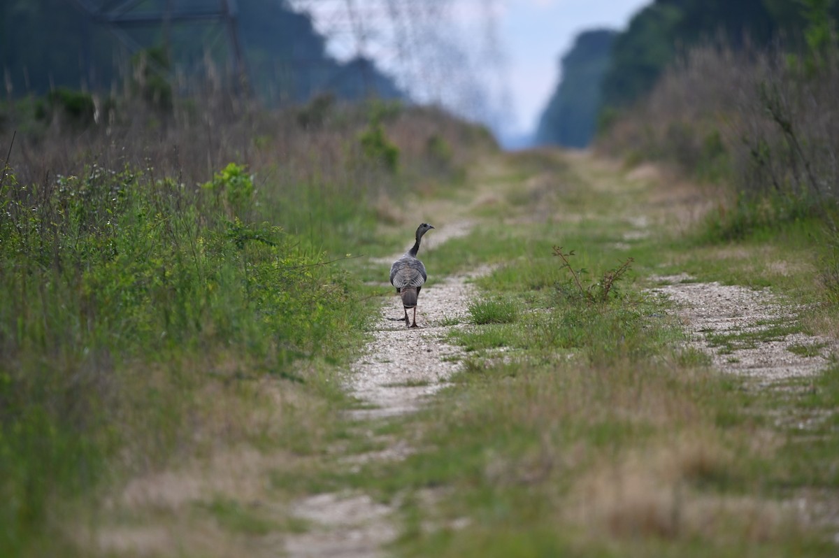 Wild Turkey - ML620282657