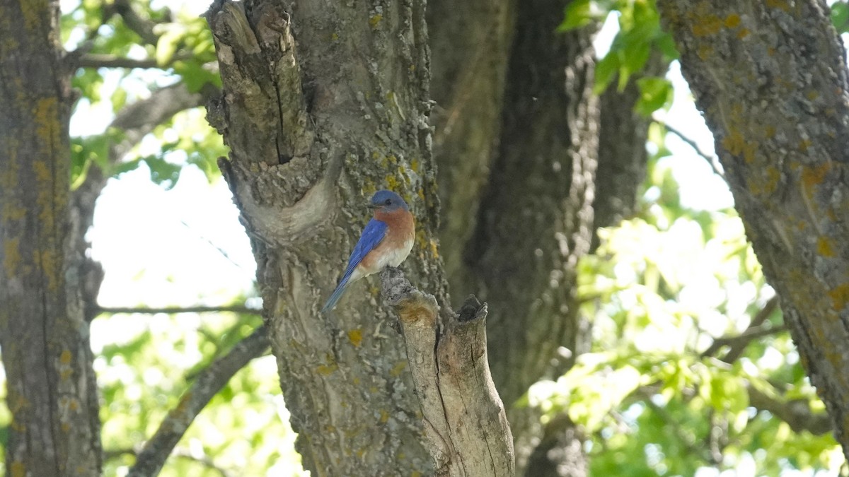 Eastern Bluebird - ML620282674