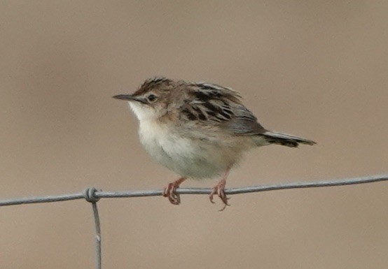 Zitting Cisticola - ML620282682