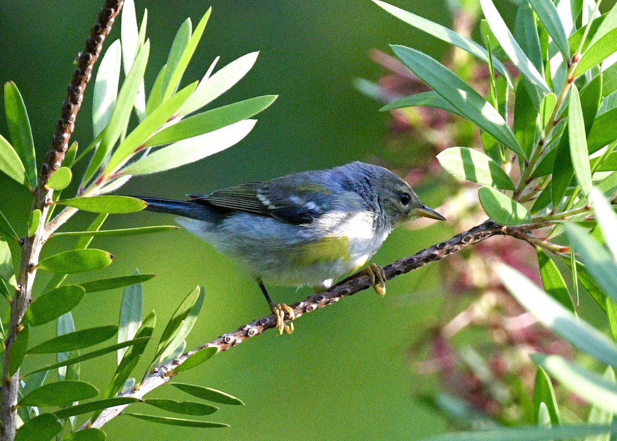 Northern Parula - ML620282683