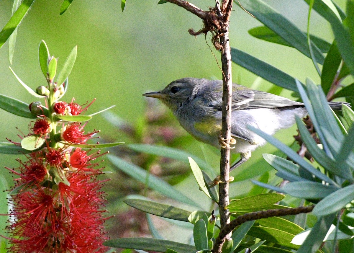 Northern Parula - ML620282684