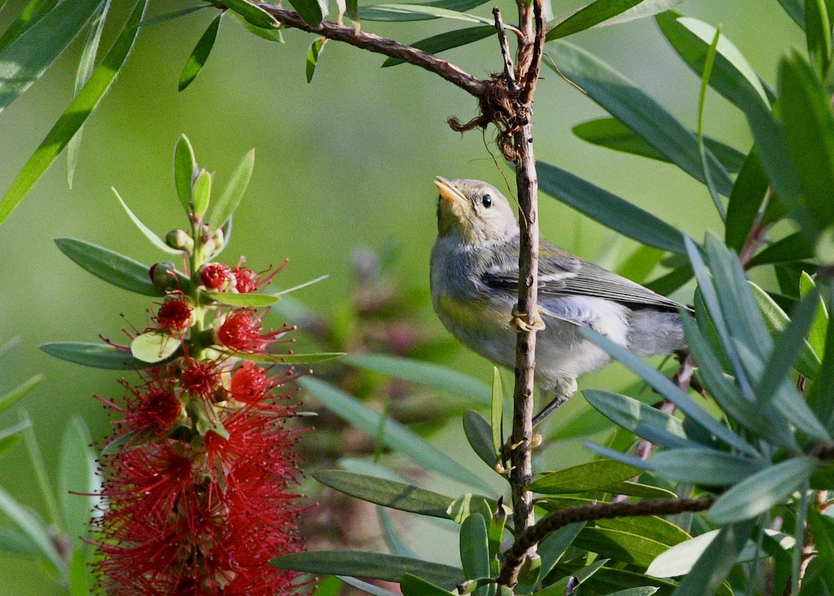 Northern Parula - ML620282685