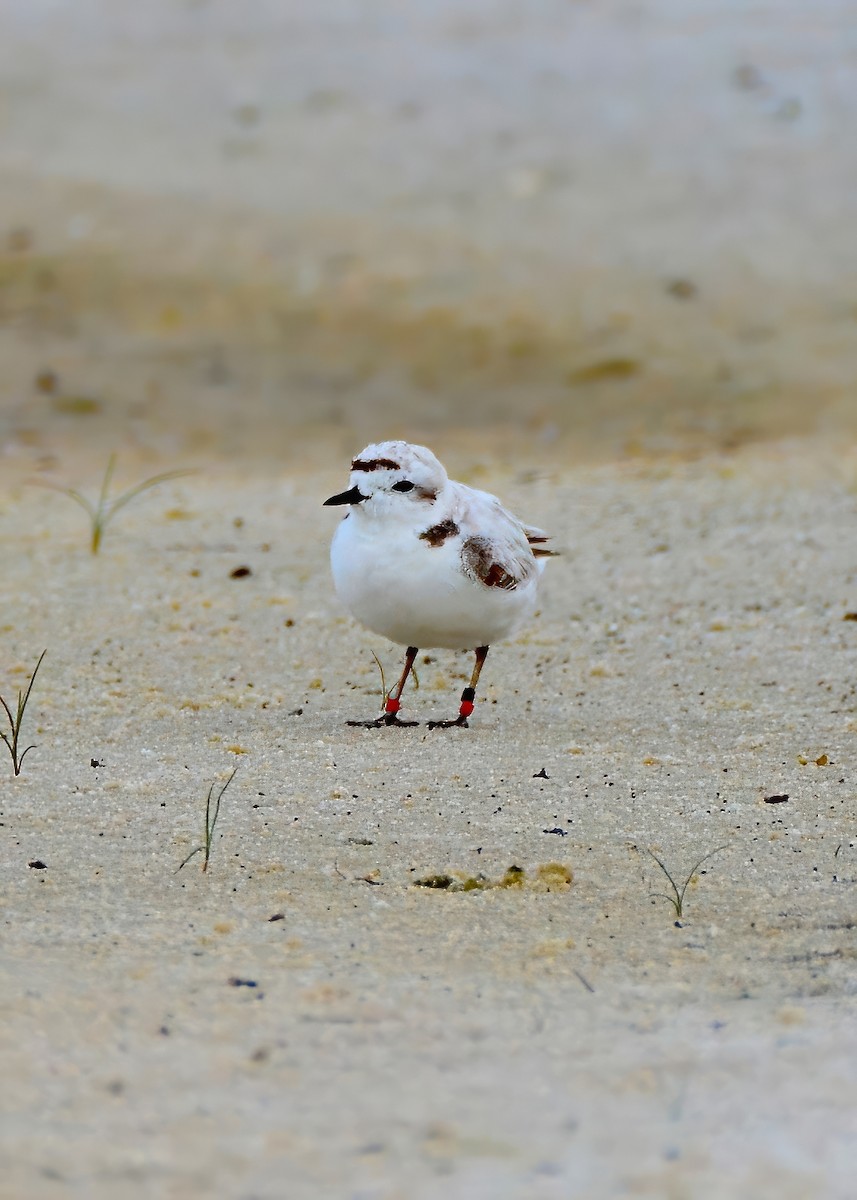 Snowy Plover - ML620282688