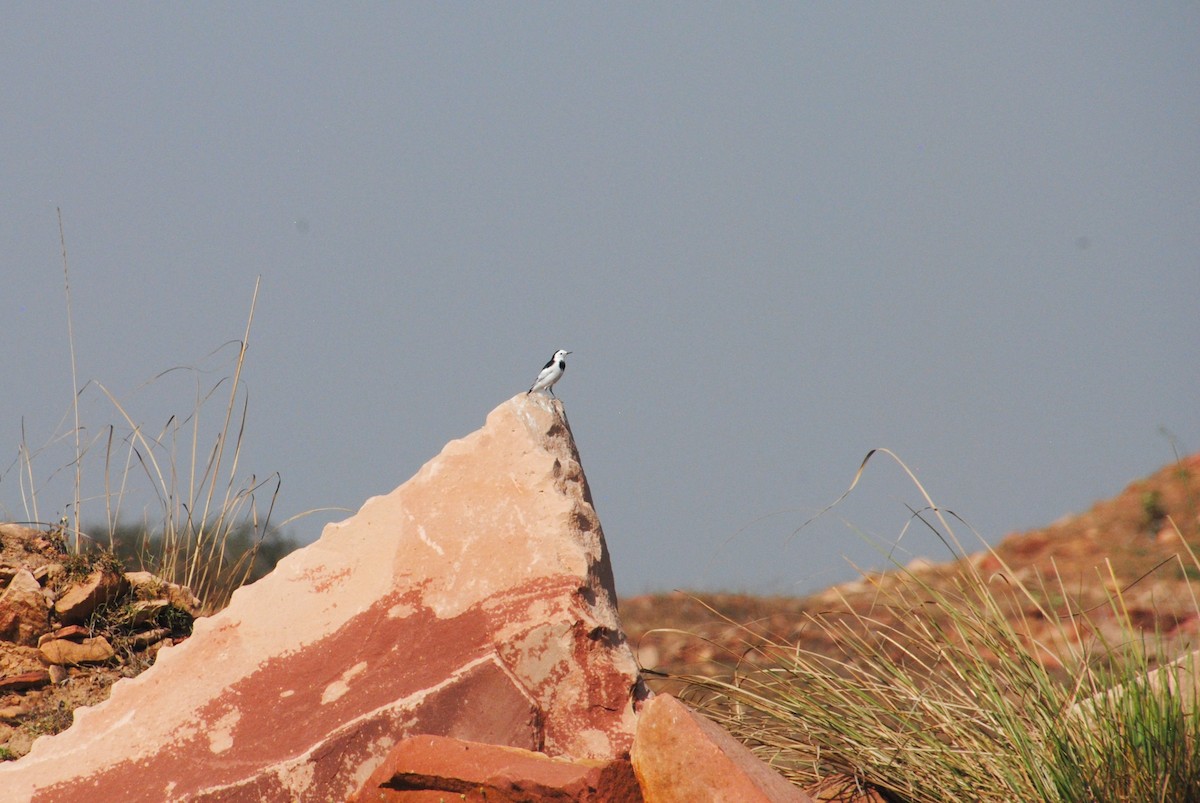 White Wagtail - ML620282696