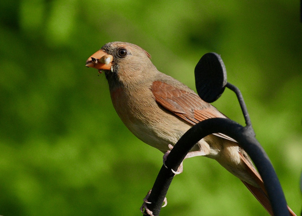 Northern Cardinal - ML620282697