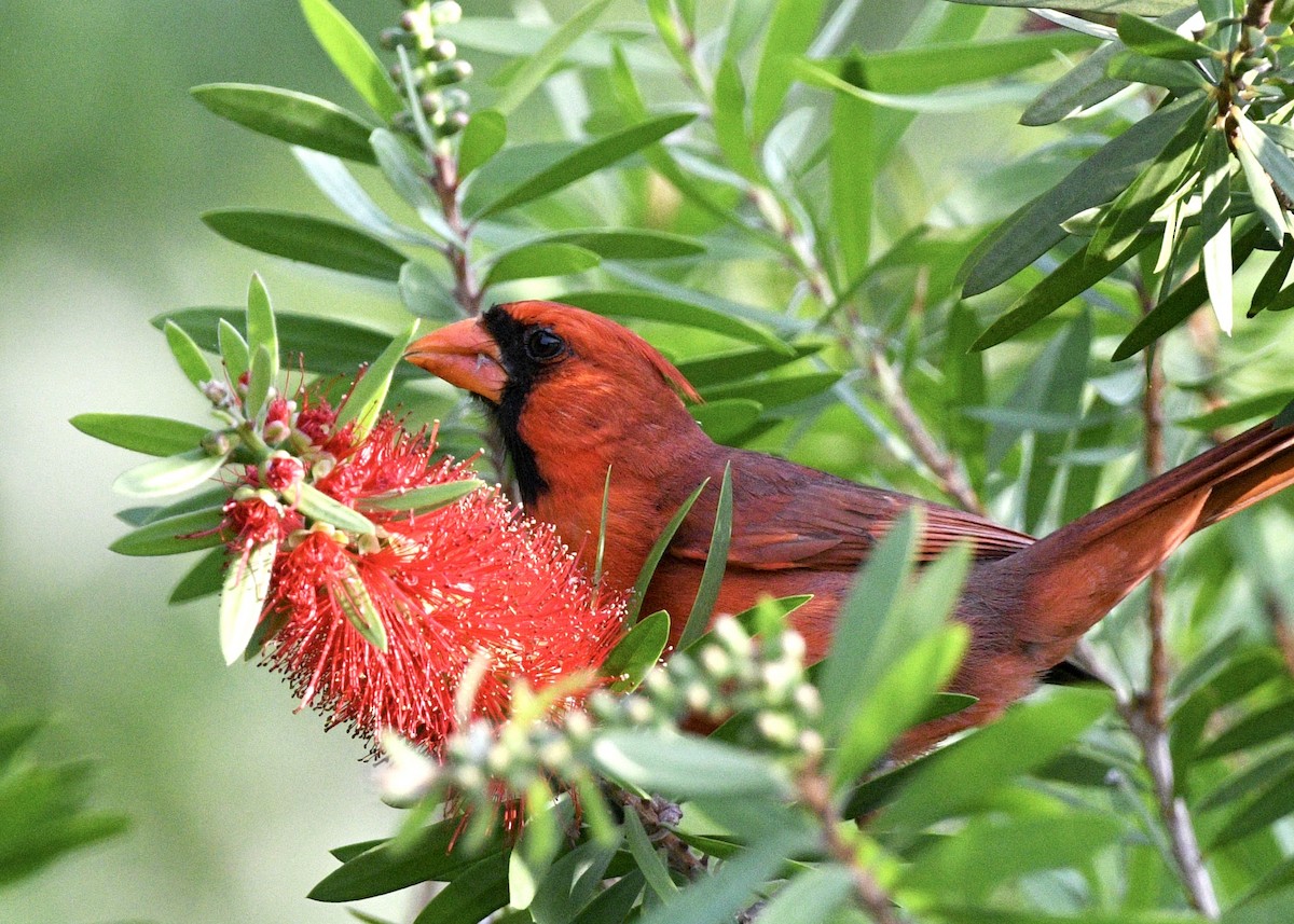 Northern Cardinal - ML620282699