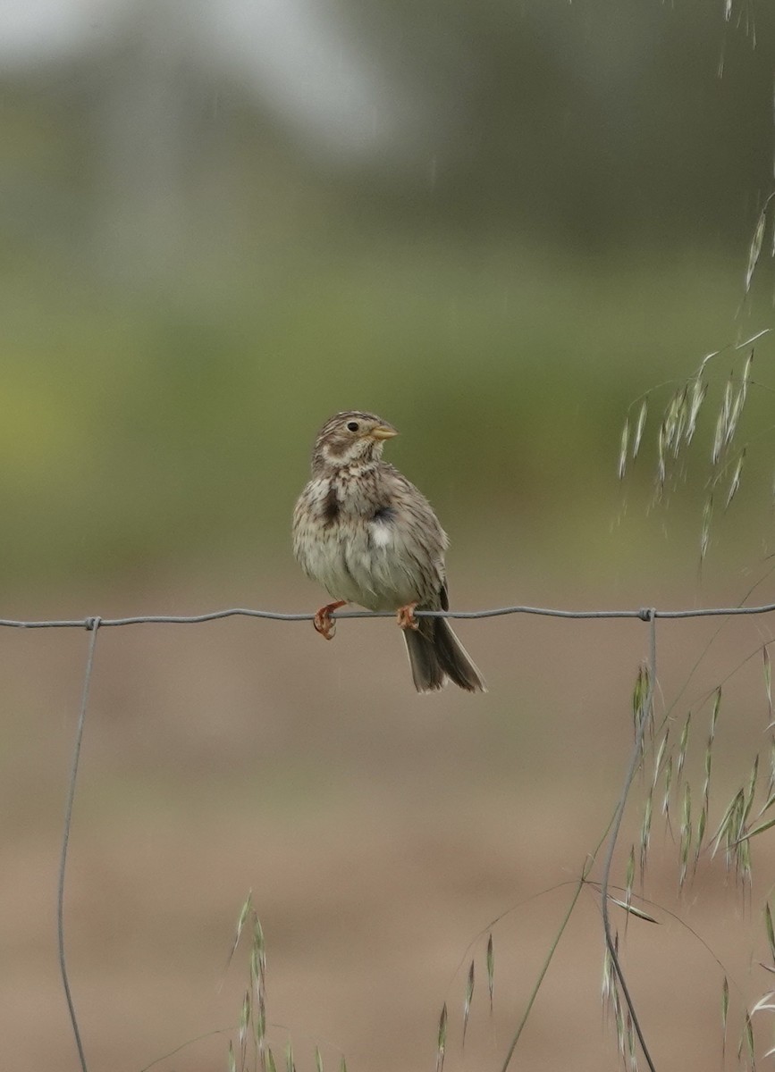 Corn Bunting - ML620282703