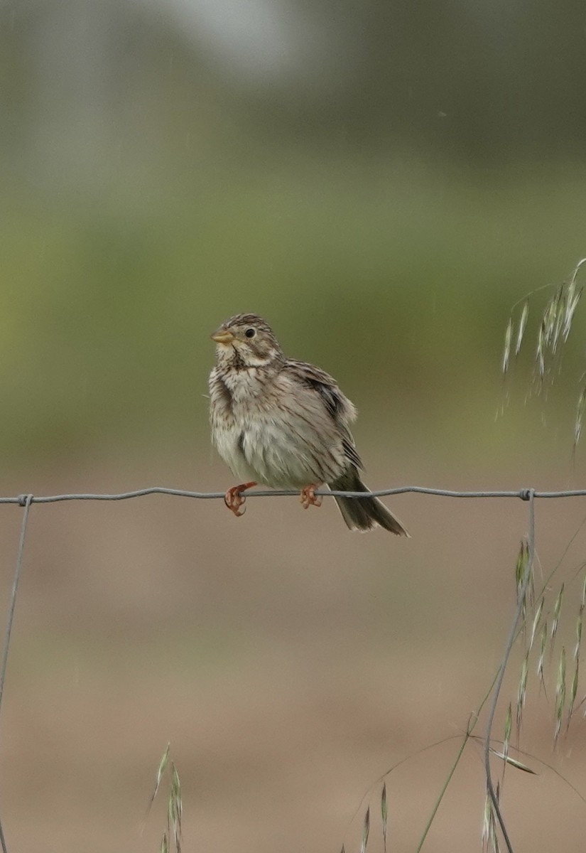 Corn Bunting - ML620282704