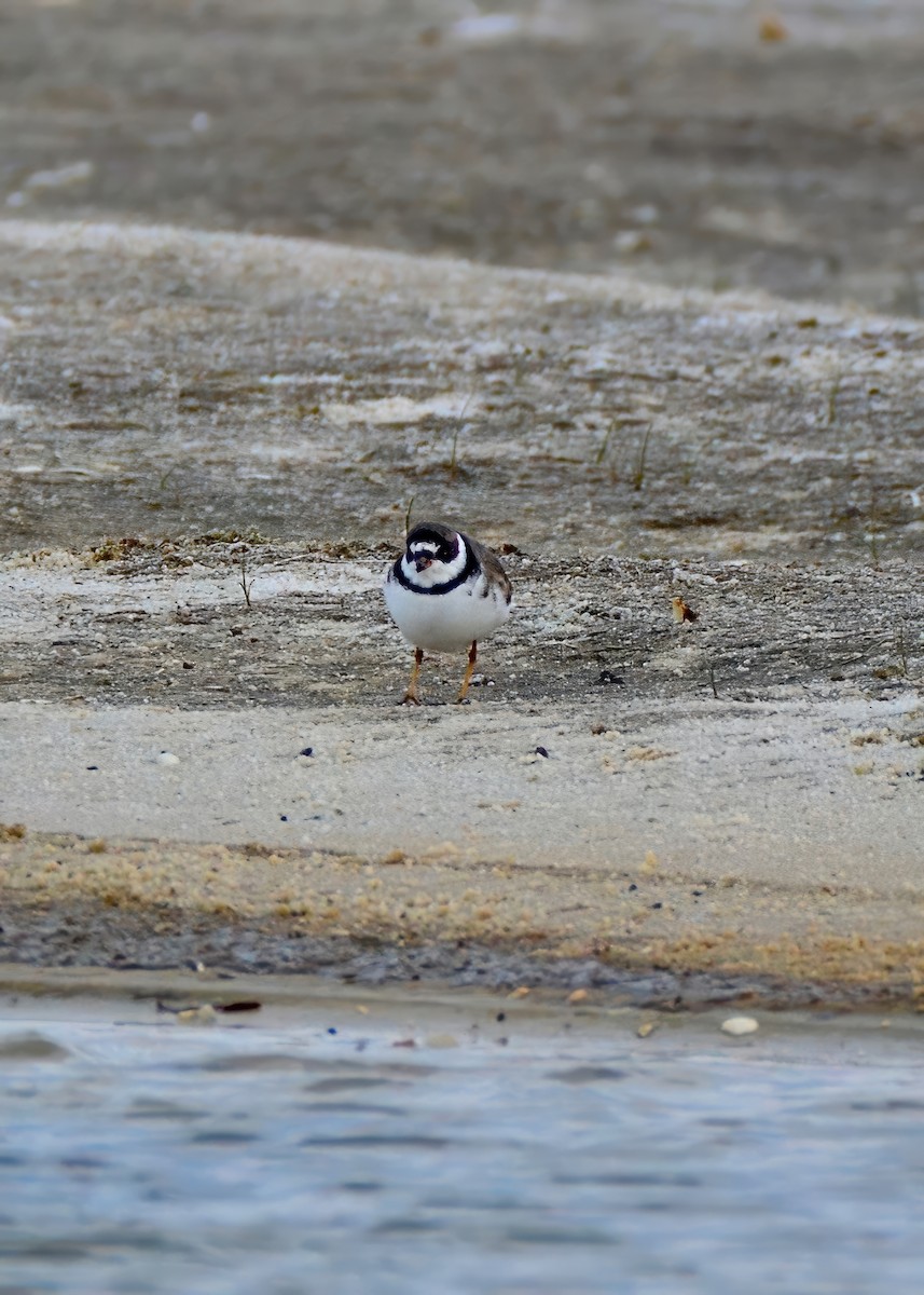 Semipalmated Plover - ML620282706